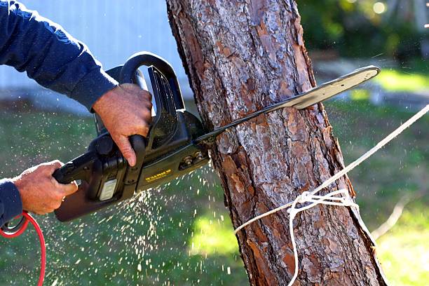 How Our Tree Care Process Works  in  North Charleroi, PA