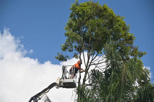 Best Tree Trimming and Pruning  in North Charleroi, PA